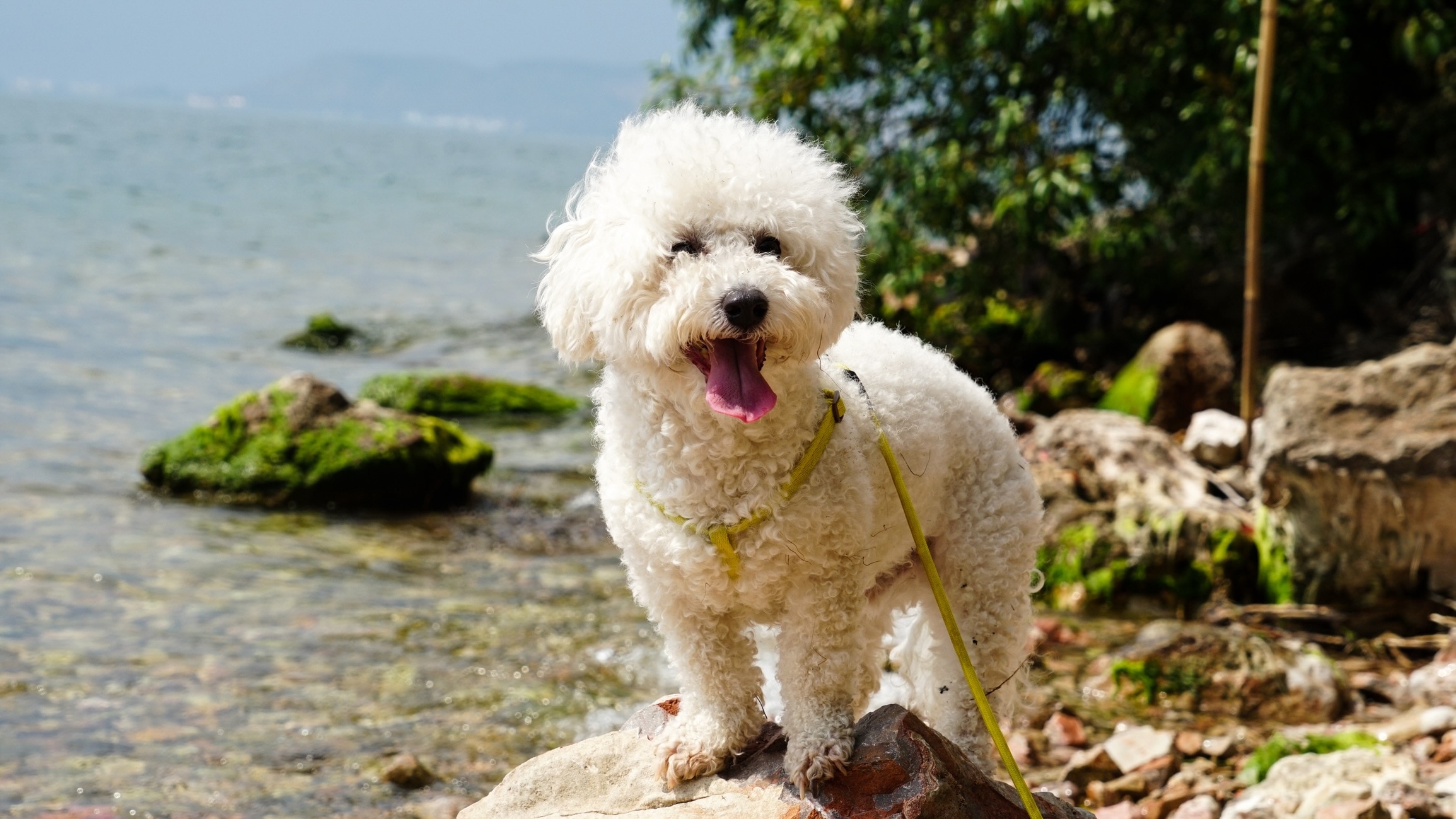 white bichon frise dog wearing a harness and standing on a large rock by a body of water