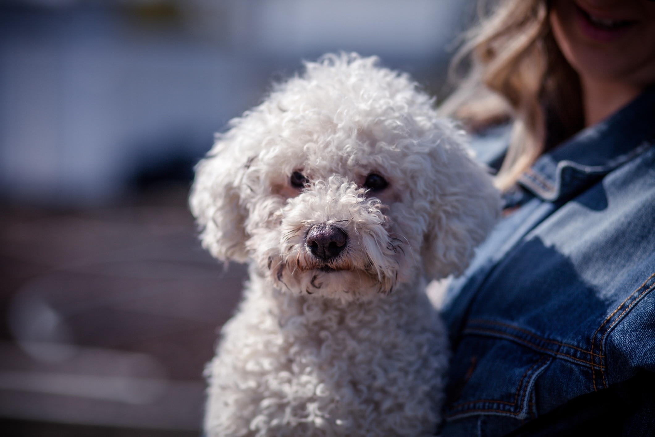 woman holding a bichon dog with curly white fur