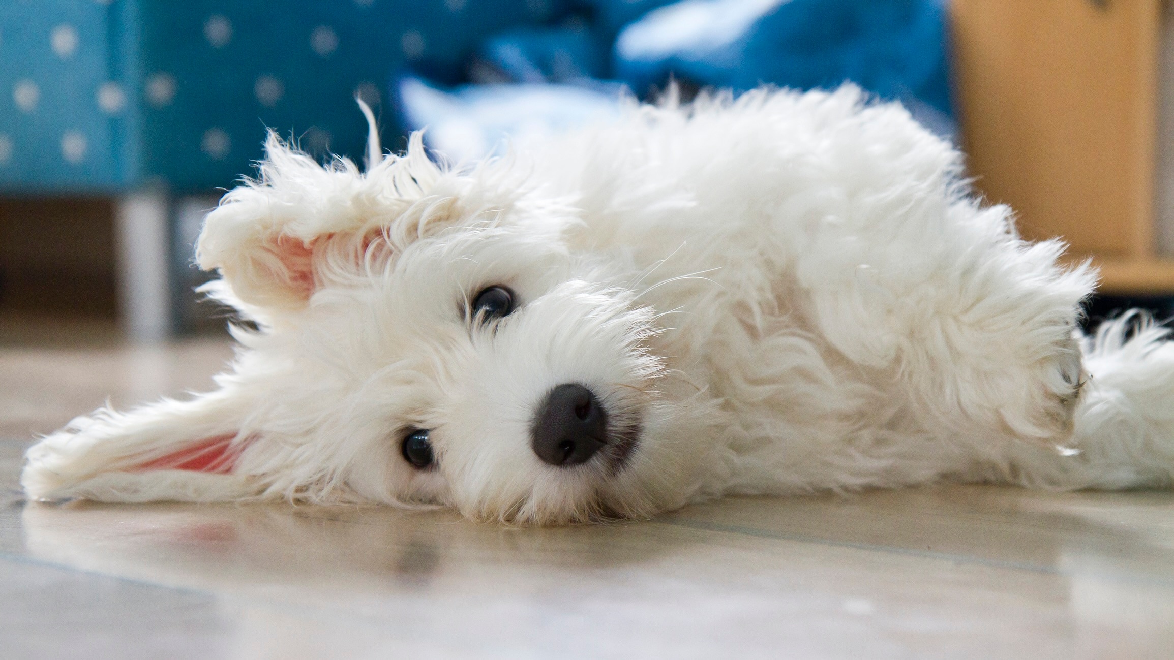 small white coton de tulear dog lying on the floor and looking at the camera