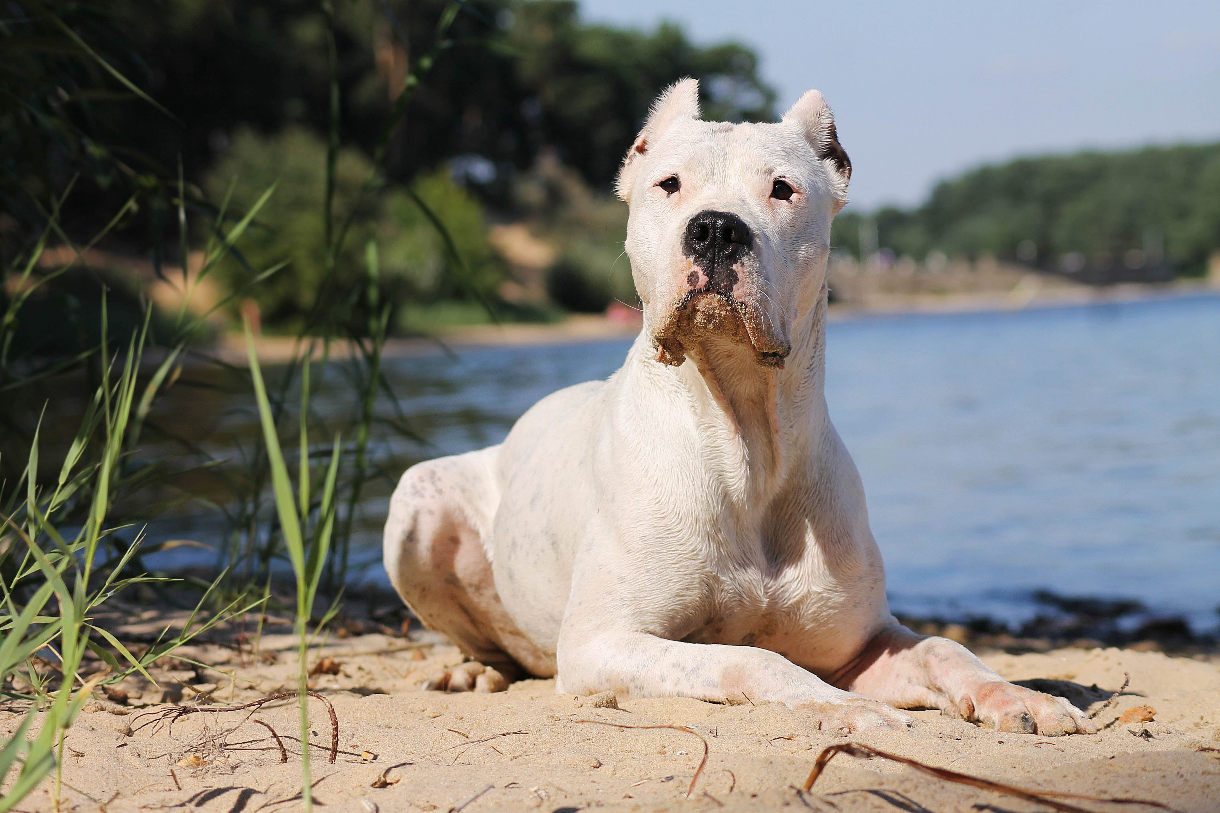 white dogo argentino lying on a rock near a body of water