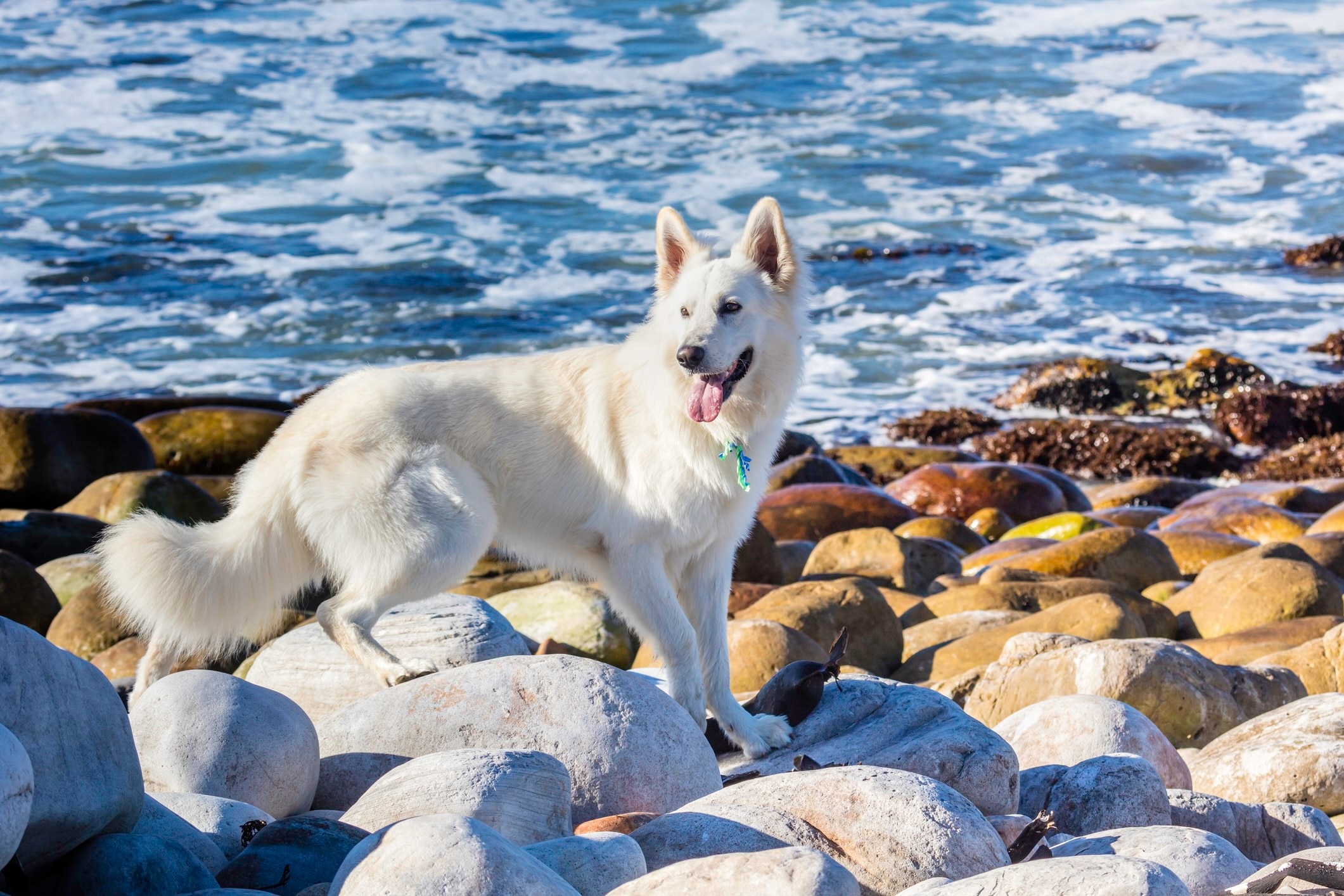 white german shepherd dog walking across rocks in front of the ocean