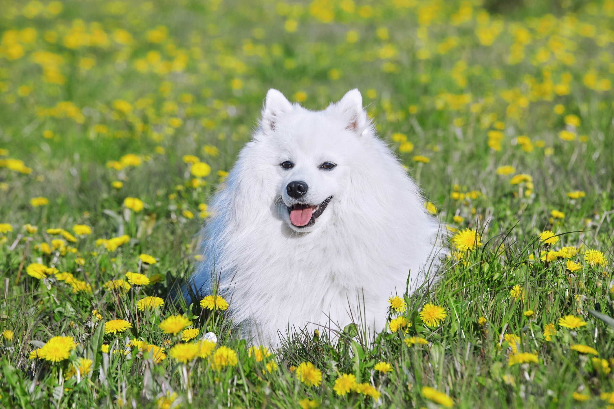 small white japanese spitz dog lying in a field of yellow flowers