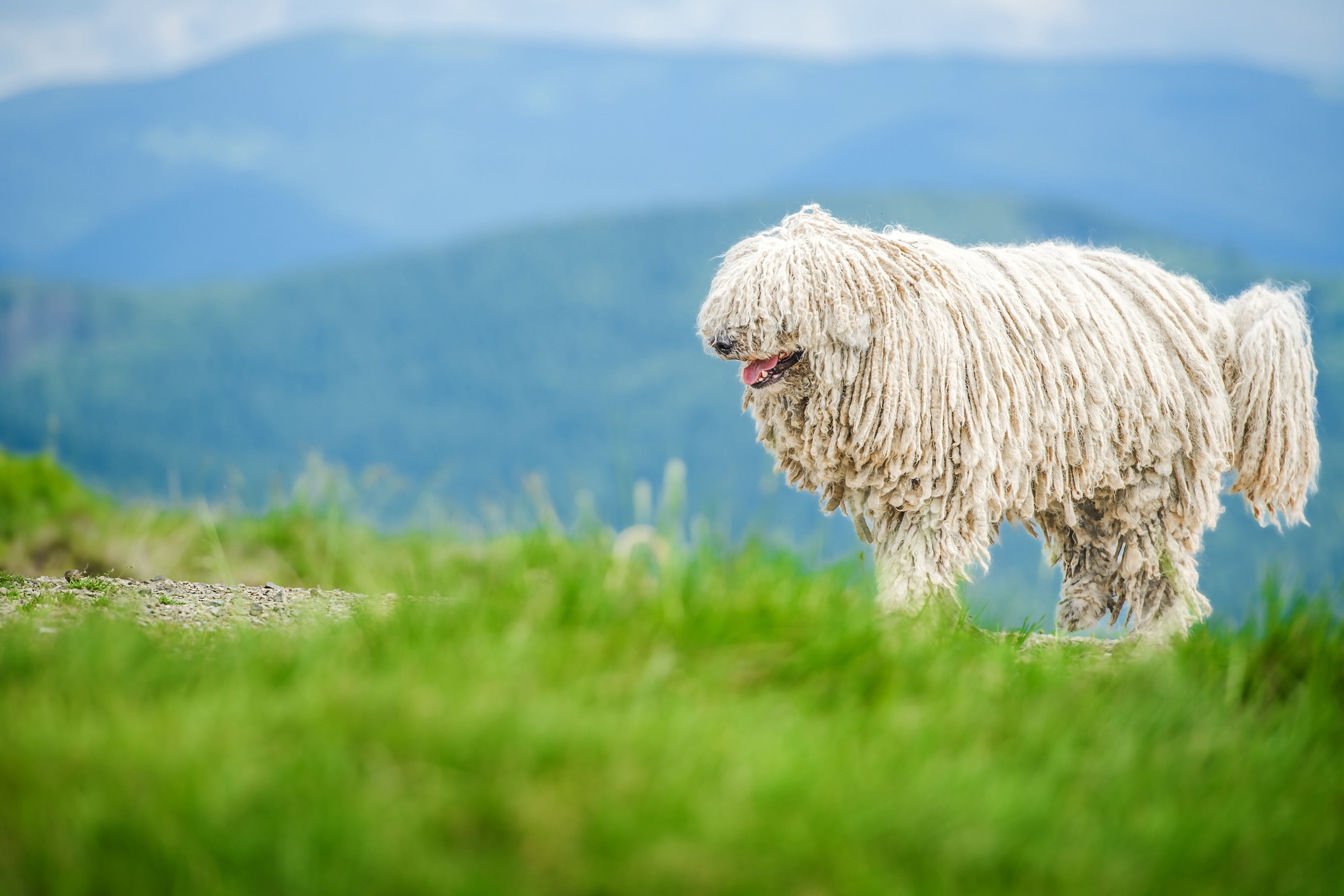 white corded komondor dog walking across a mountanside