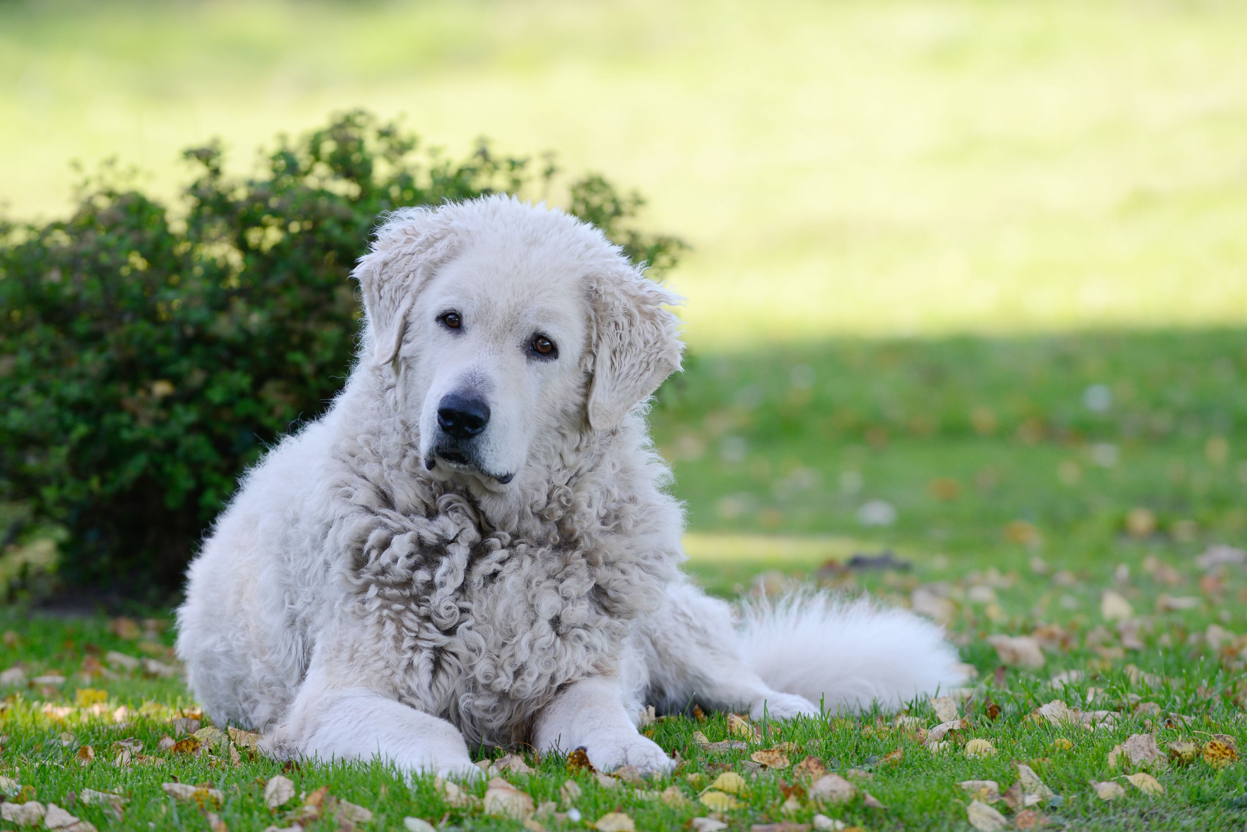 white, curly-coated kuvasz dog lying in shady grass tilting his head