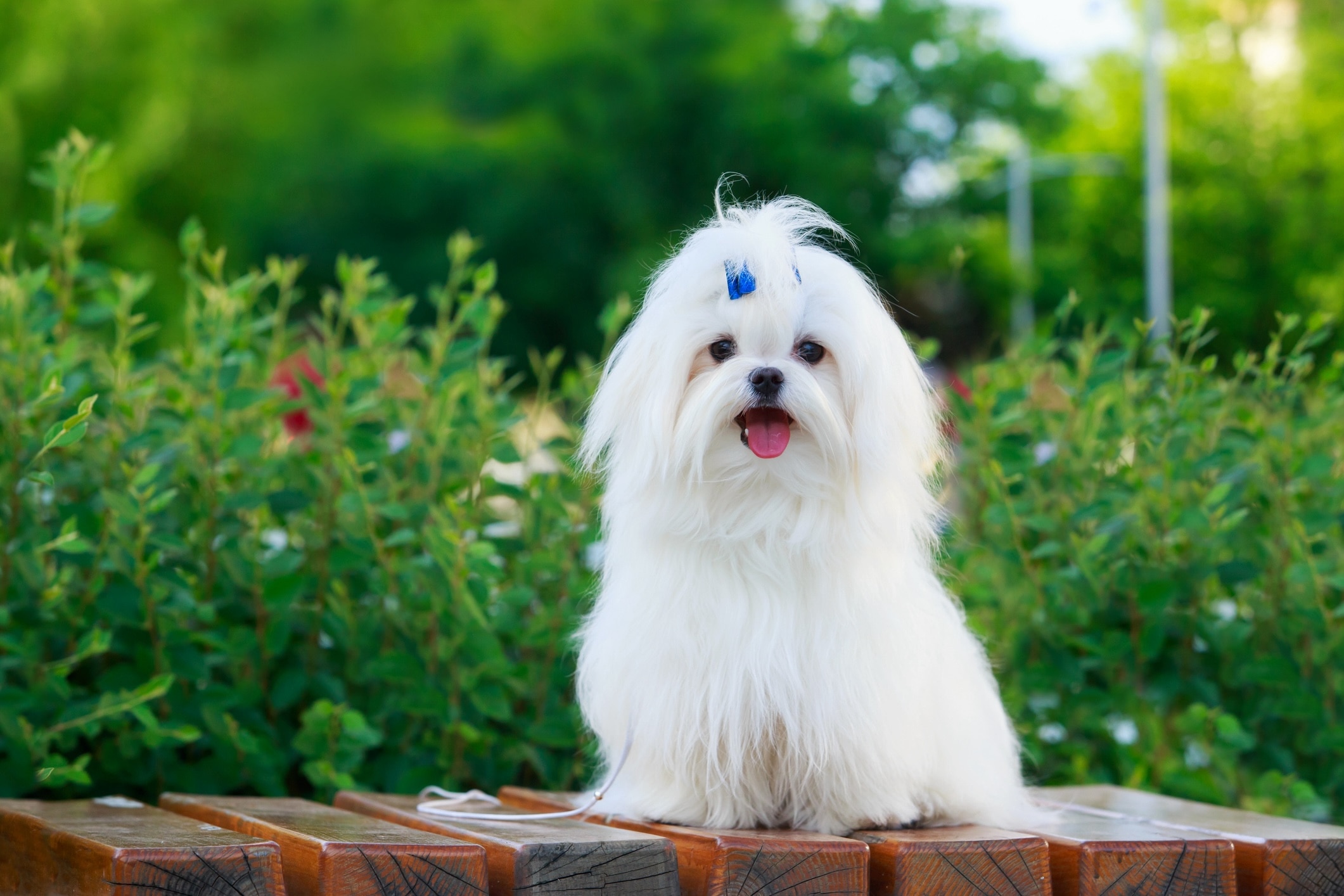 longhaired white maltese dog looking at the camera with a blue bow in his hair