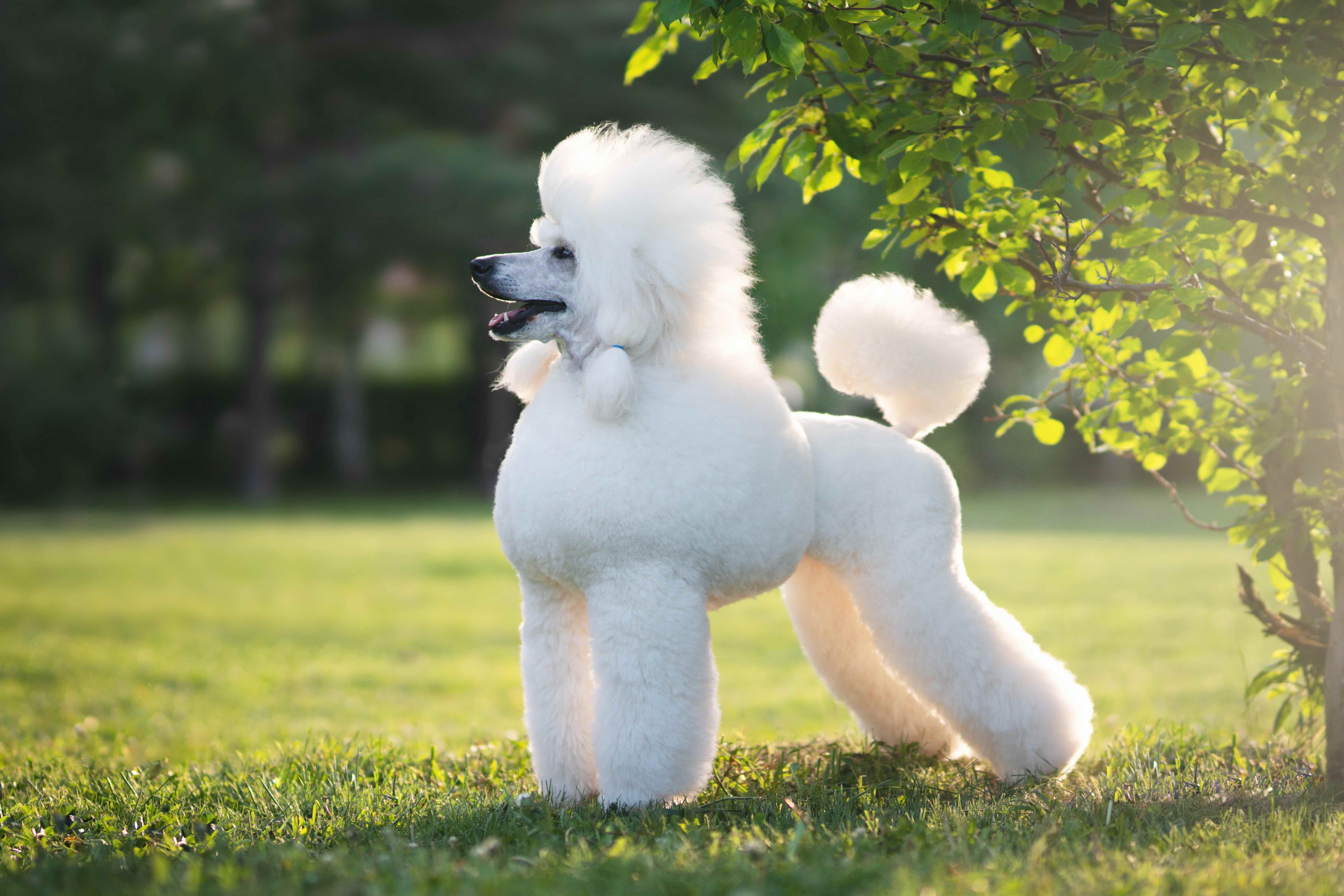 freshly groomed white poodle standing in a ray of sunlight