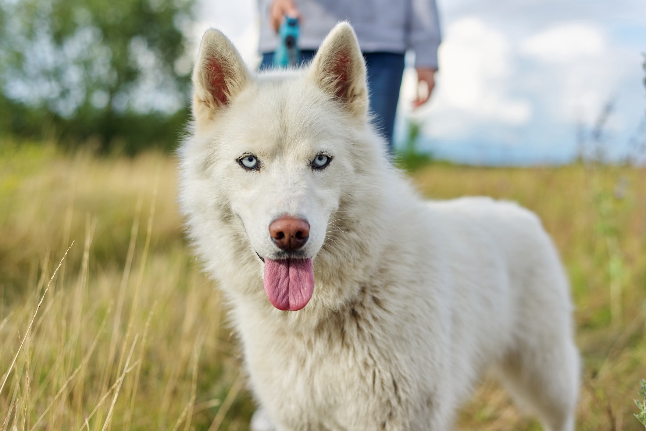 white husky close-up standing on a leash with a pet parent in the background