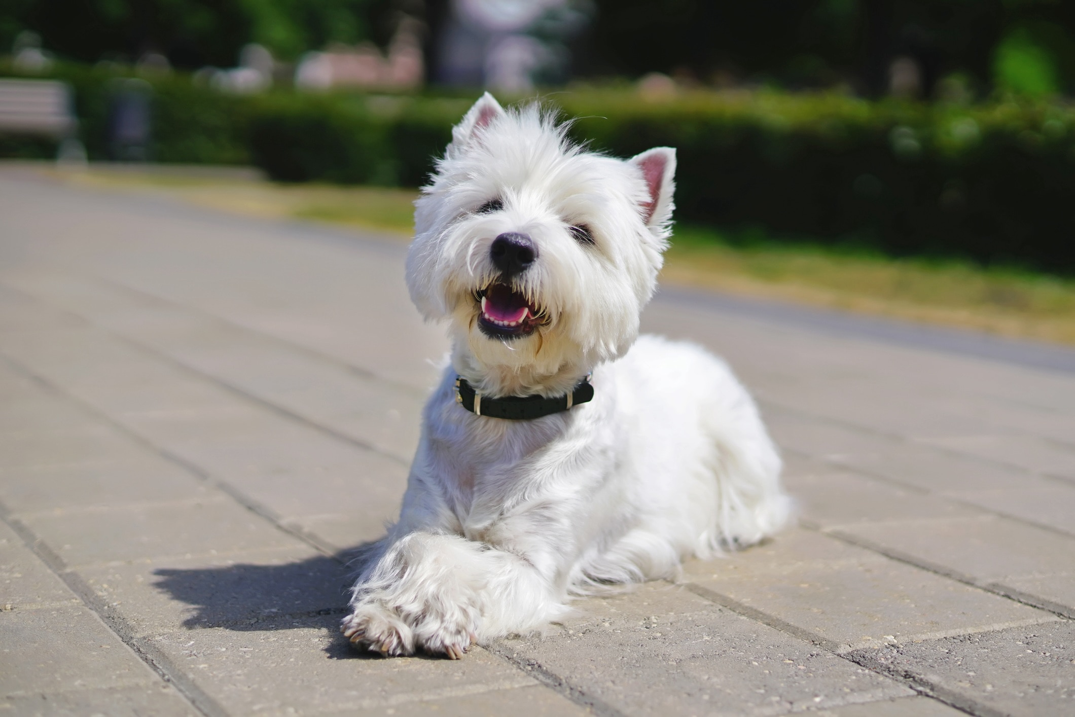 white westie dog lying on a paved path