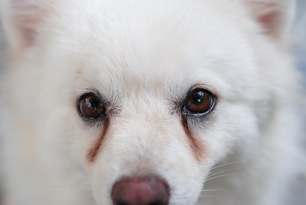 close-up of a white dog's eyes with tear stains
