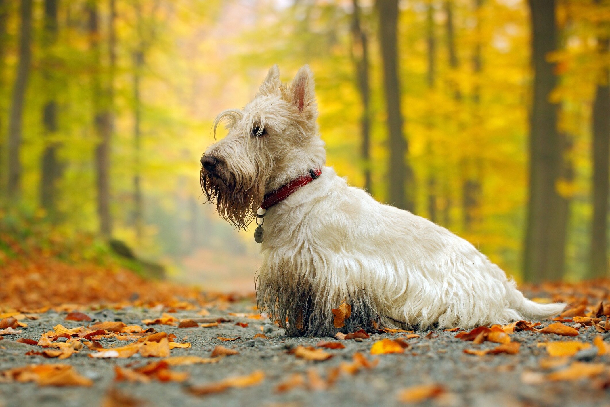 White Scottish Terrier marchant sur une piste de hidking muddy 