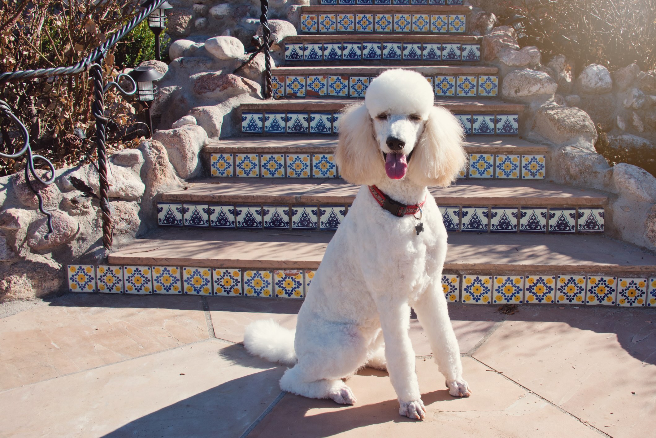 white standard poodle dog sitting in front of an outdoor staircase