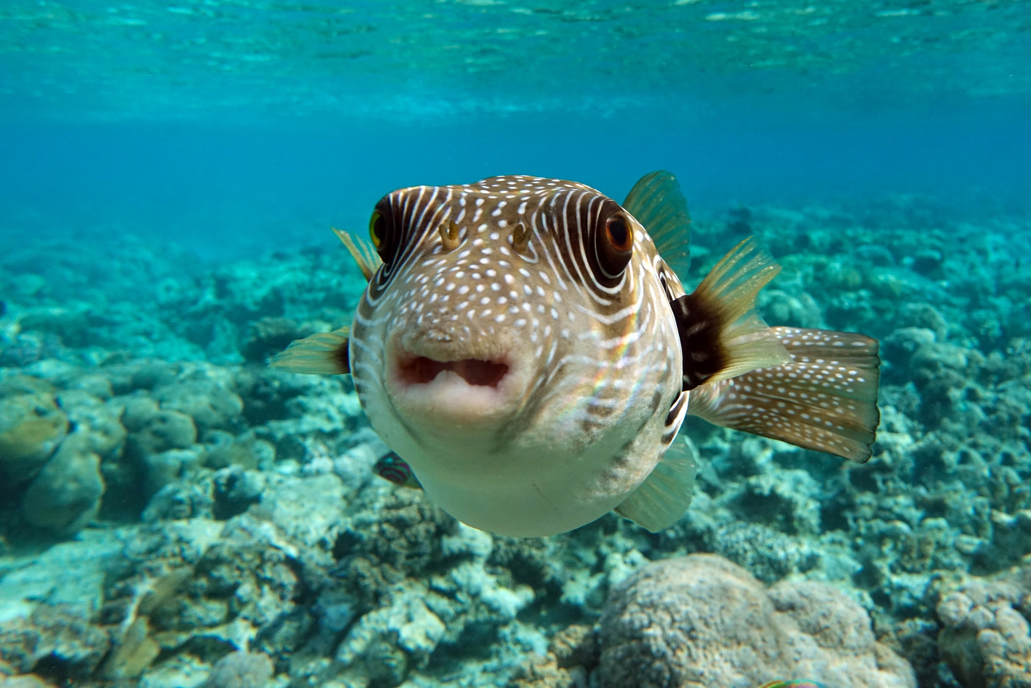 White Spotted puffer fish