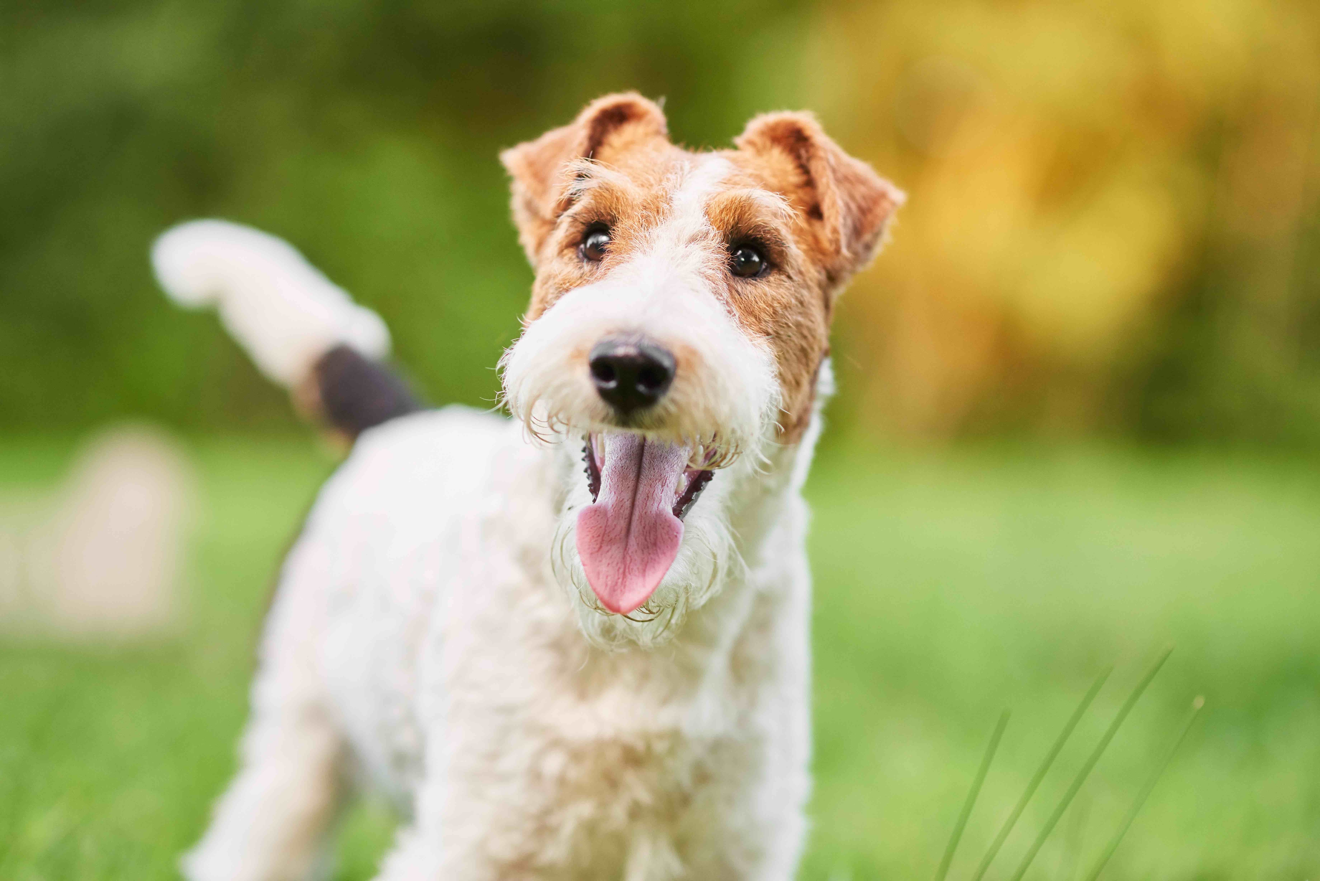 white and brown wire fox terrier smiling