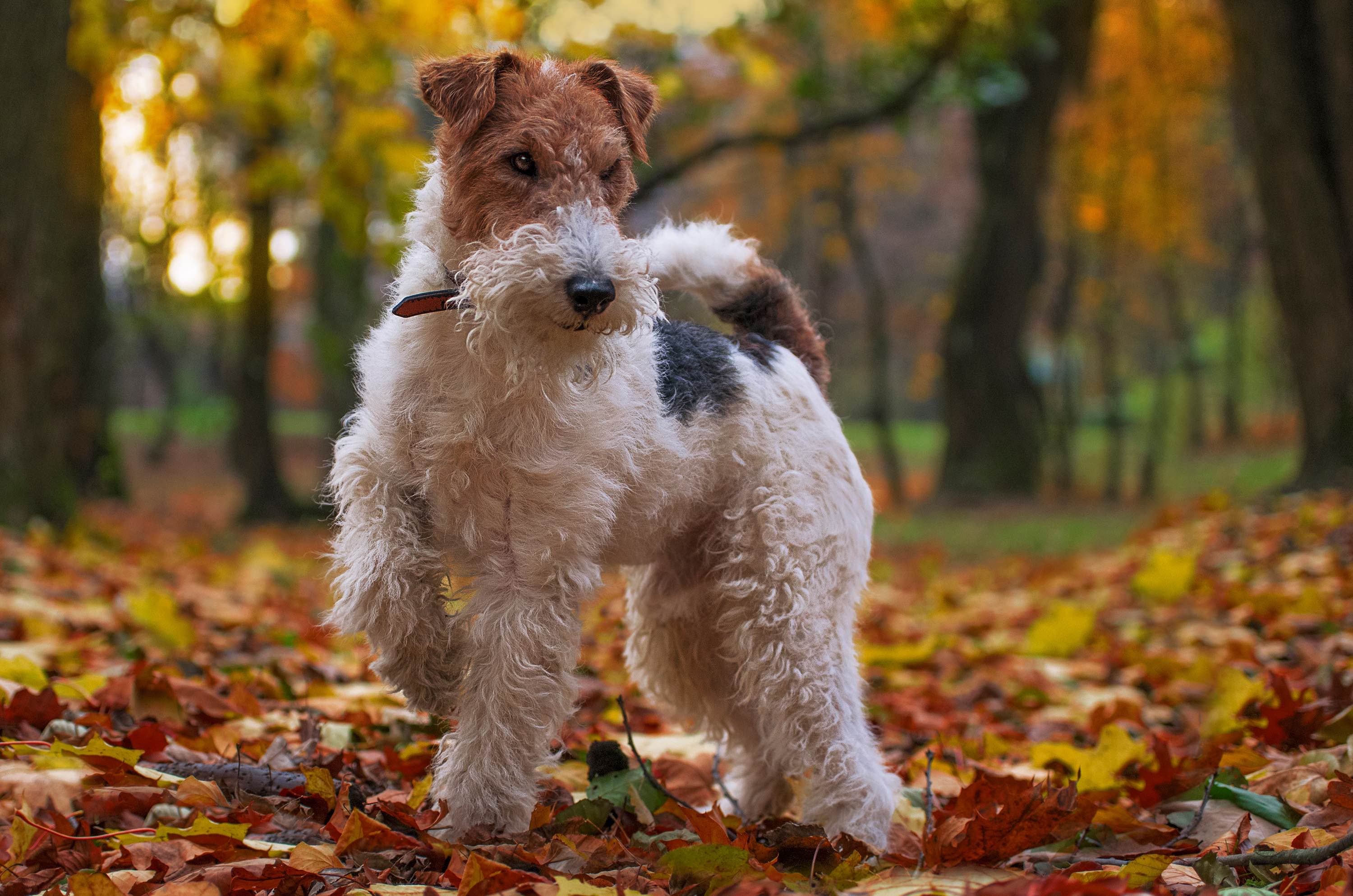 wire fox terrier standing in an autumn forest