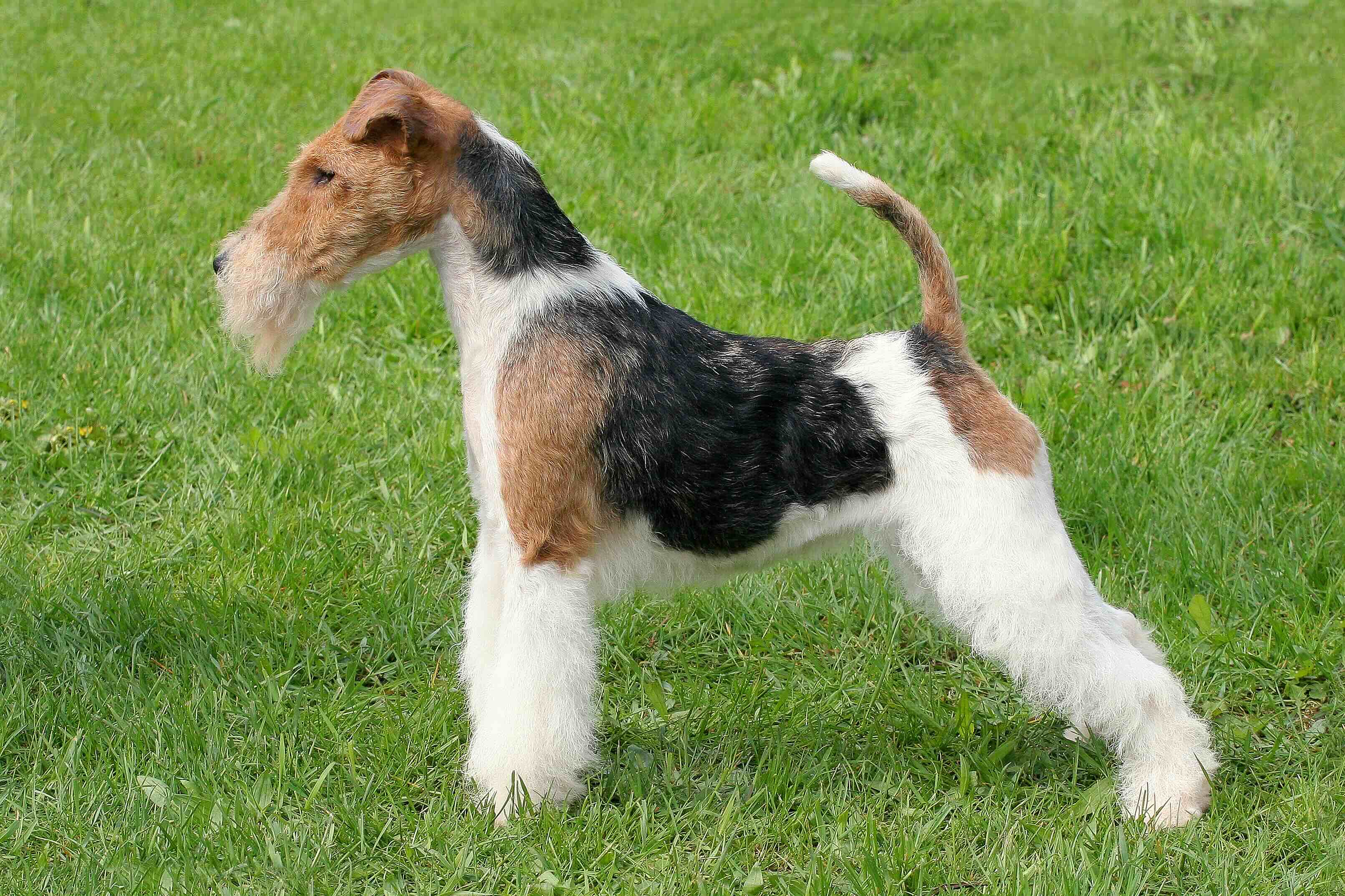 a groomed wire fox terrier standing to the side in grass