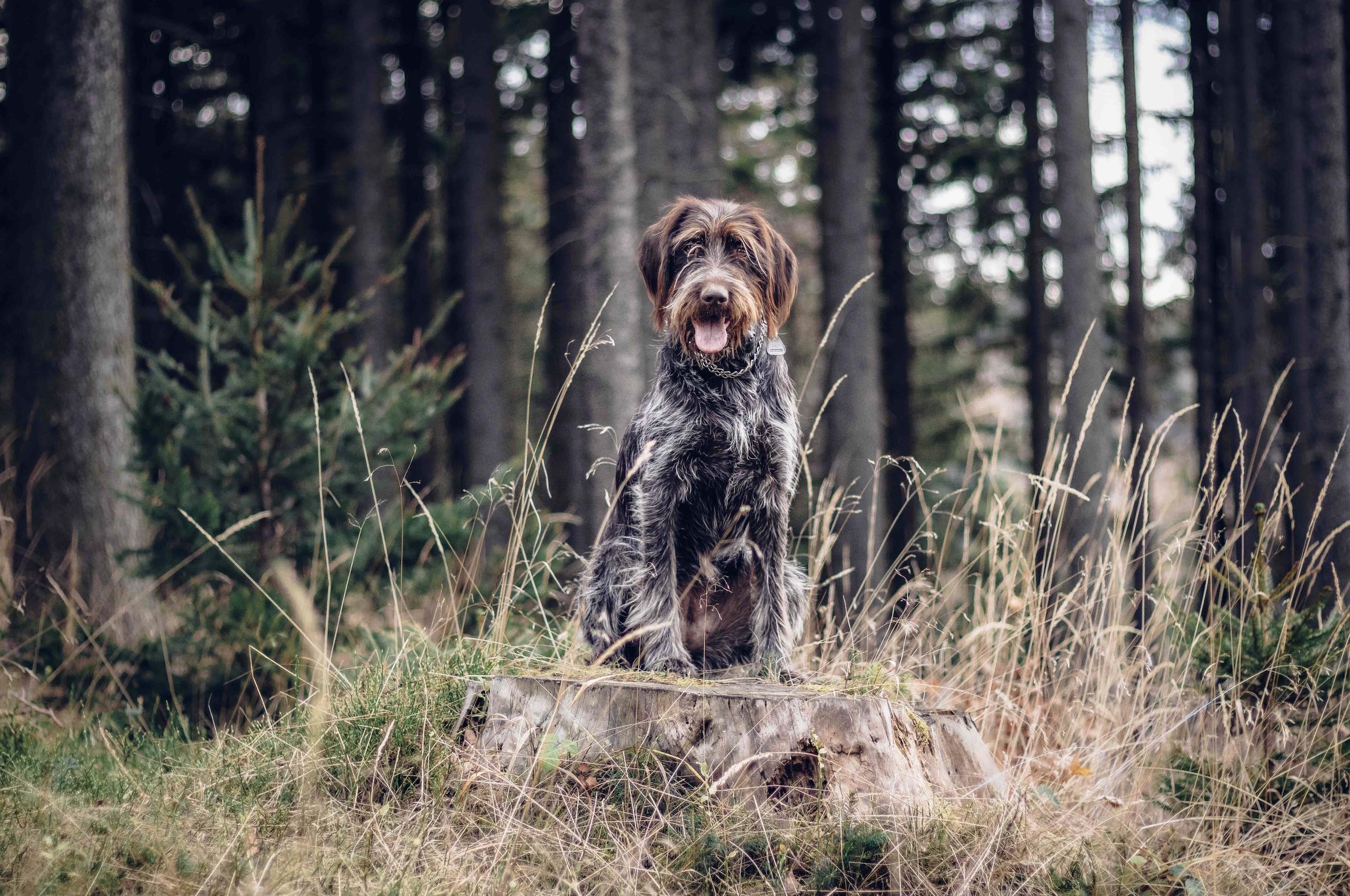 scruffy wirehaired pointing griffon dog sitting