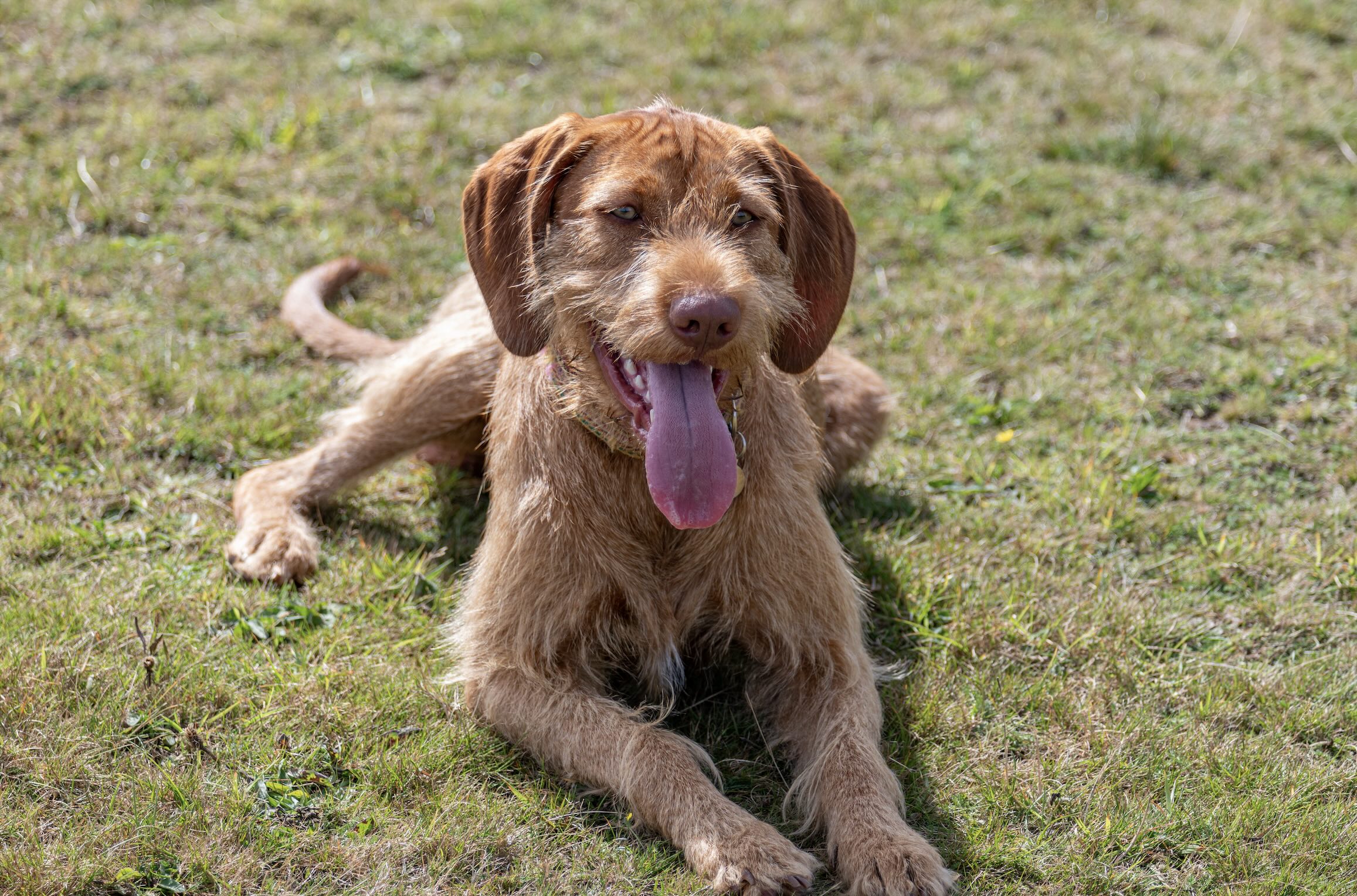 wirehaired vizsla lying in grass and panting