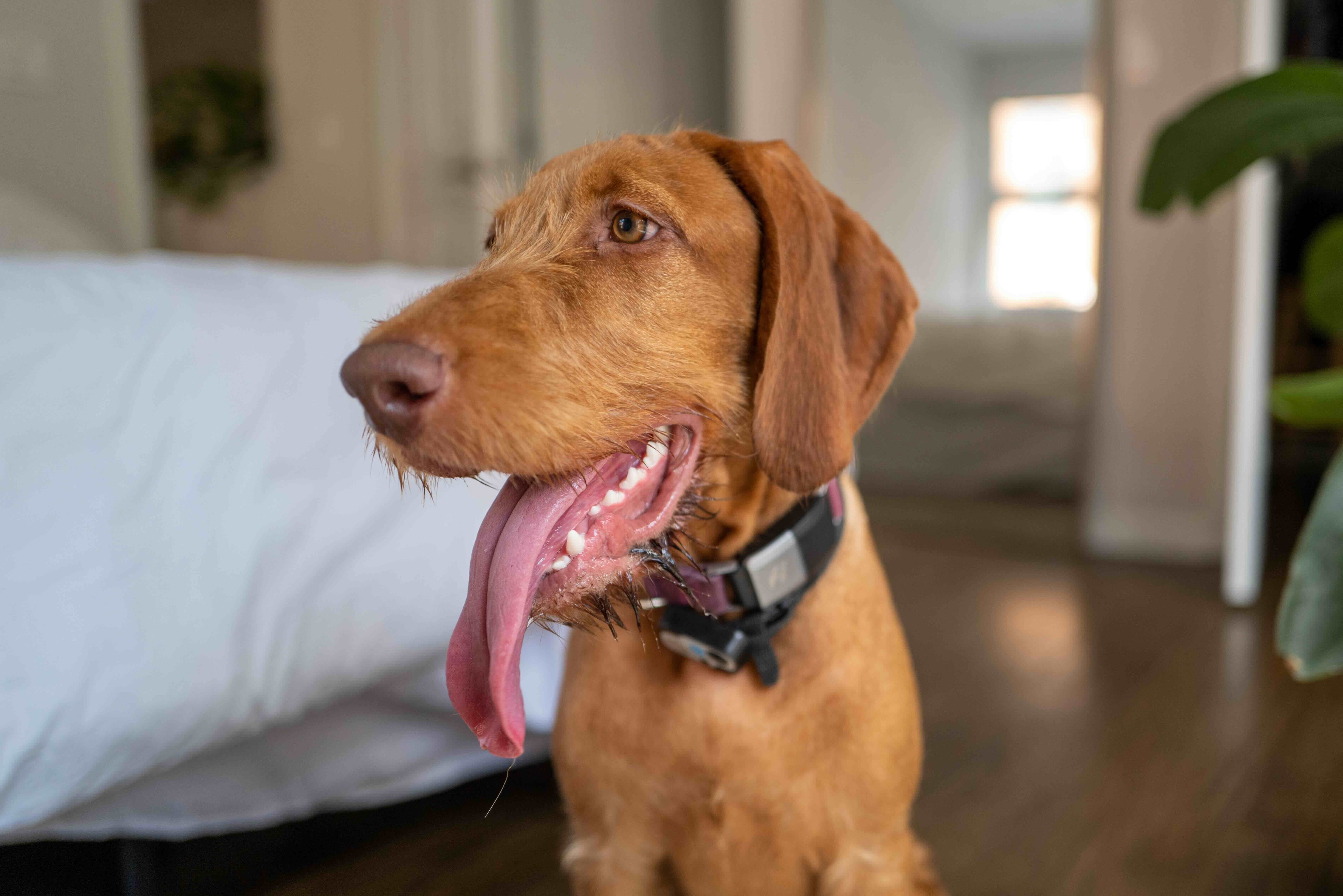 close-up of a wirehaired vizsla sitting in a room at home