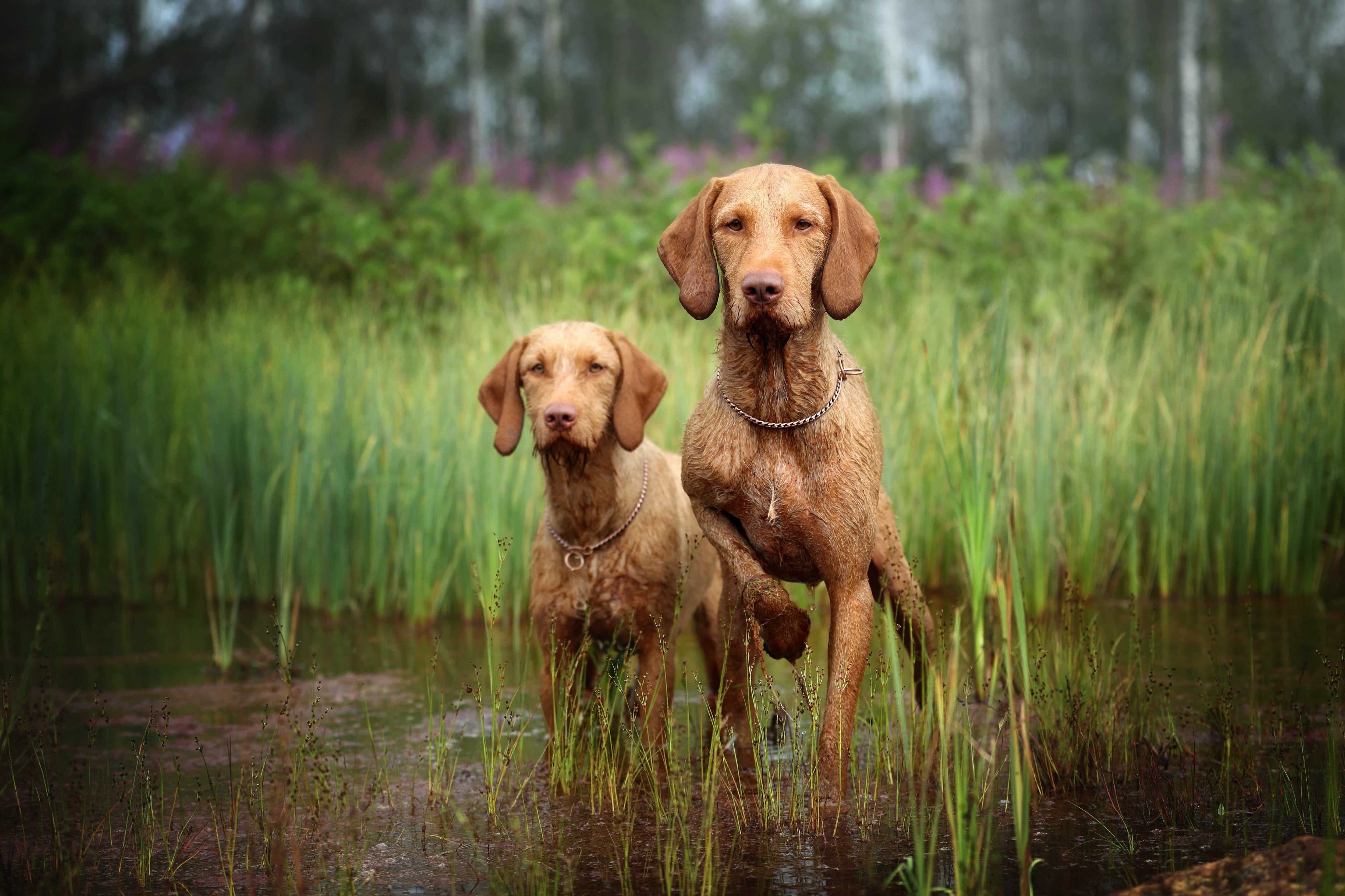 two wirehaired vizslas pointing while standing in water on a hunt