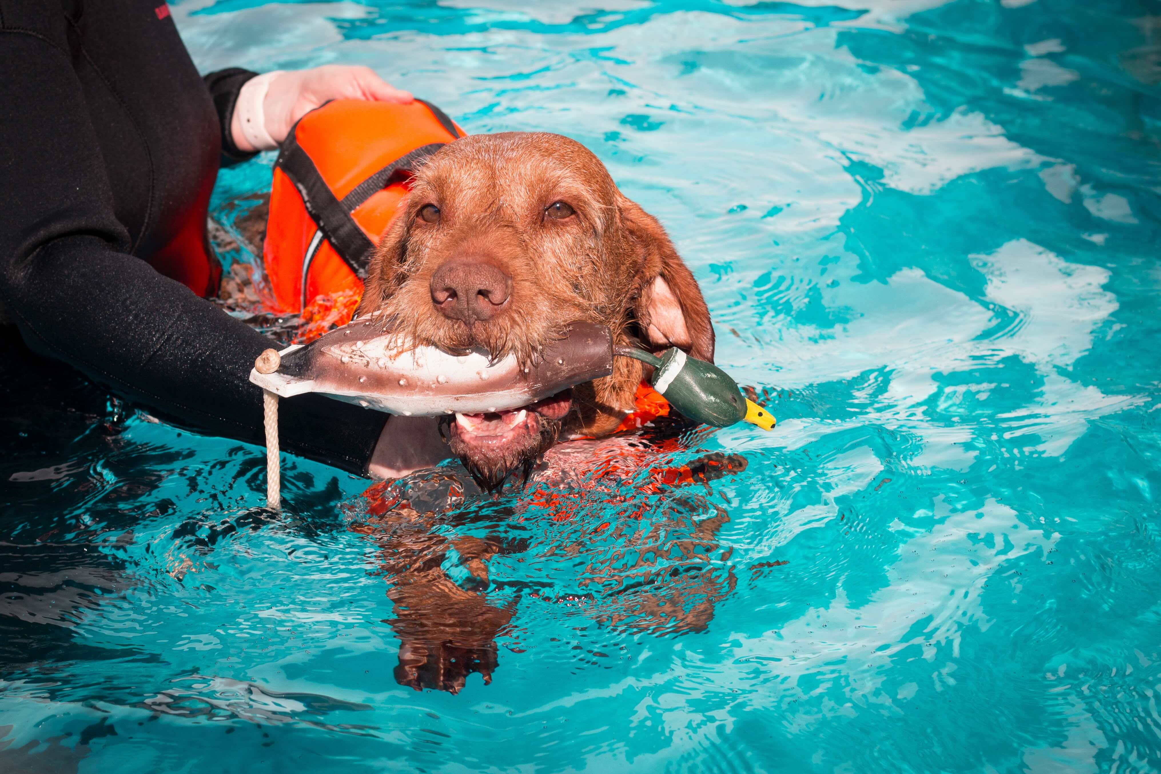 wirehaired vizsla swimming with a duck decoy in his mouth, wearing an orange life jacket