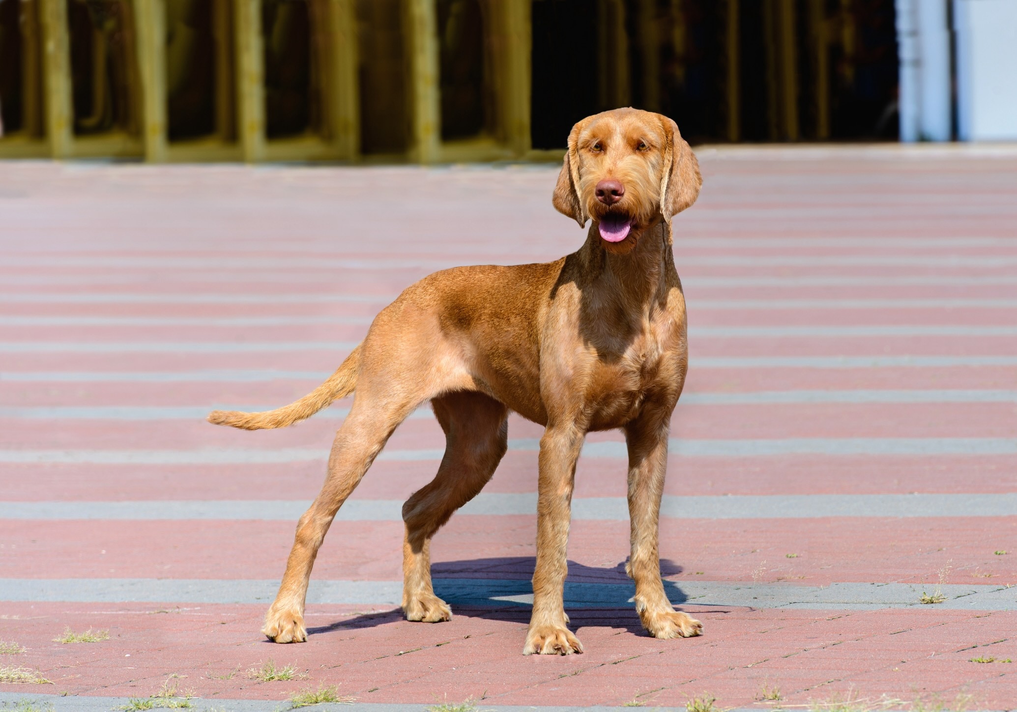 wirehaired vizsla standing tall on a paved path