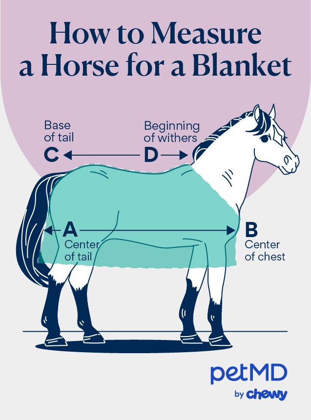 How To Measure a Horse for a Blanket