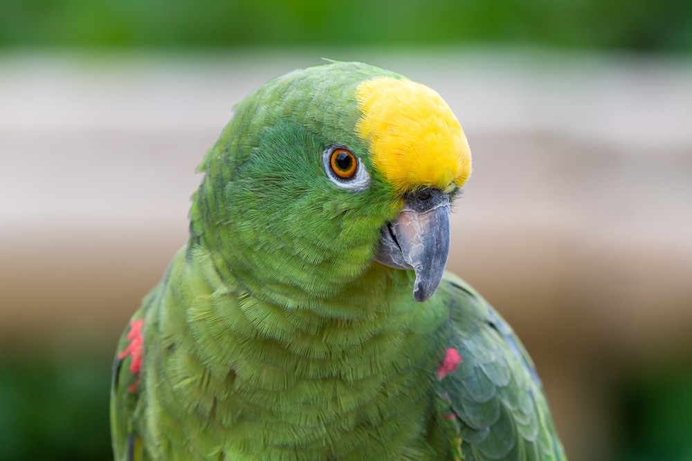 Yellow-naped Amazon bird close-up