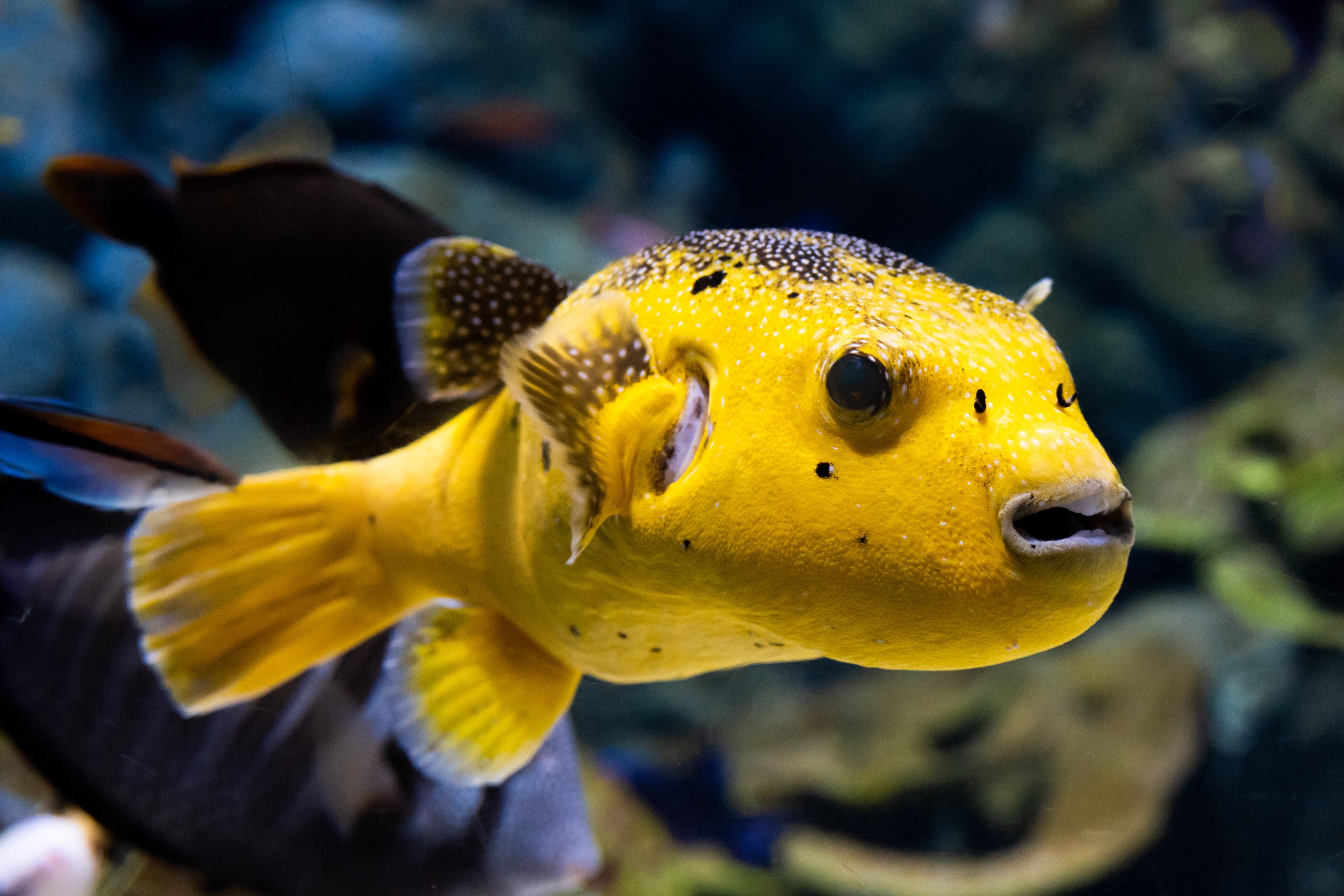 Yellow puffer fish