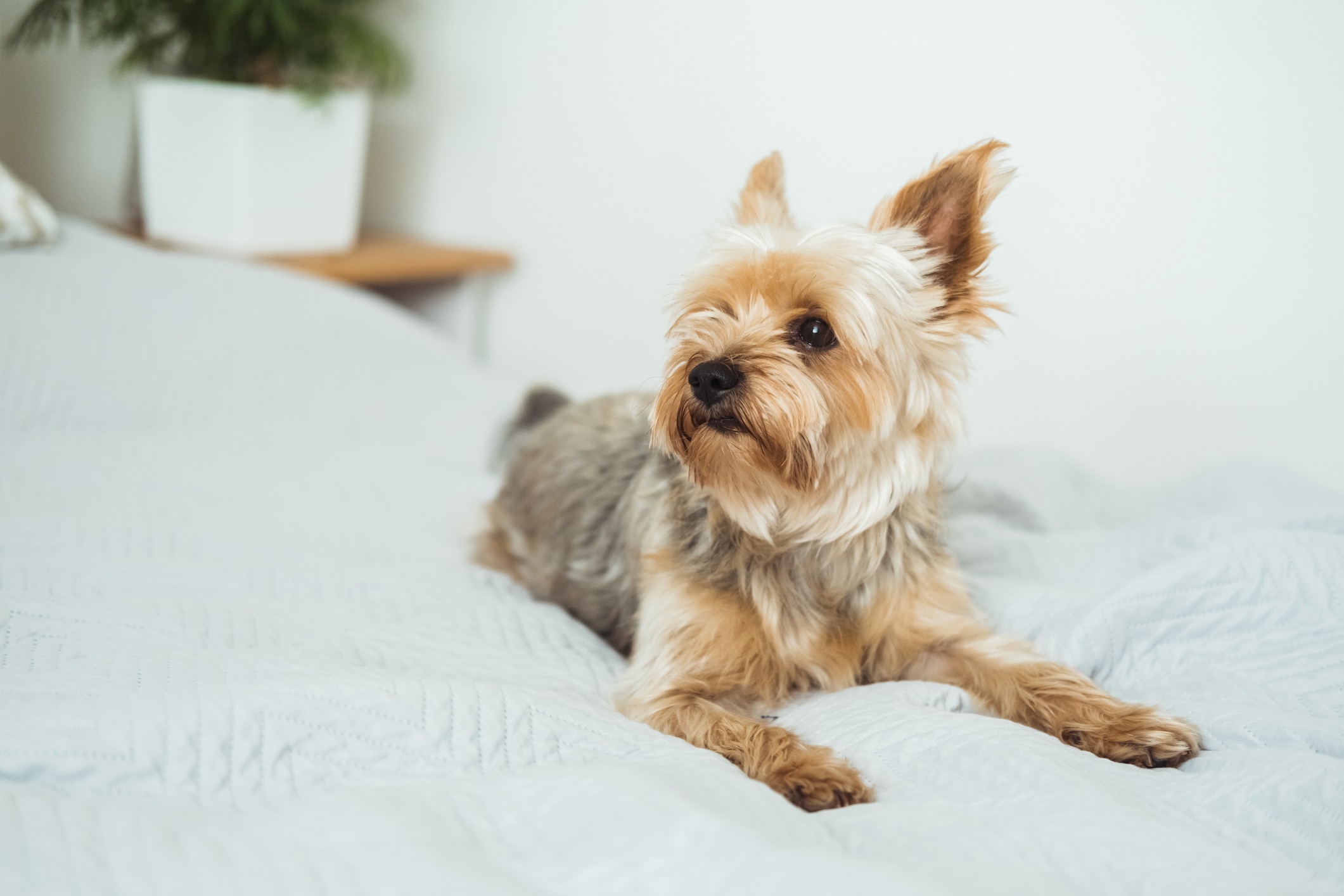 yorkie with a puppy haircut lying on a bed of white sheets
