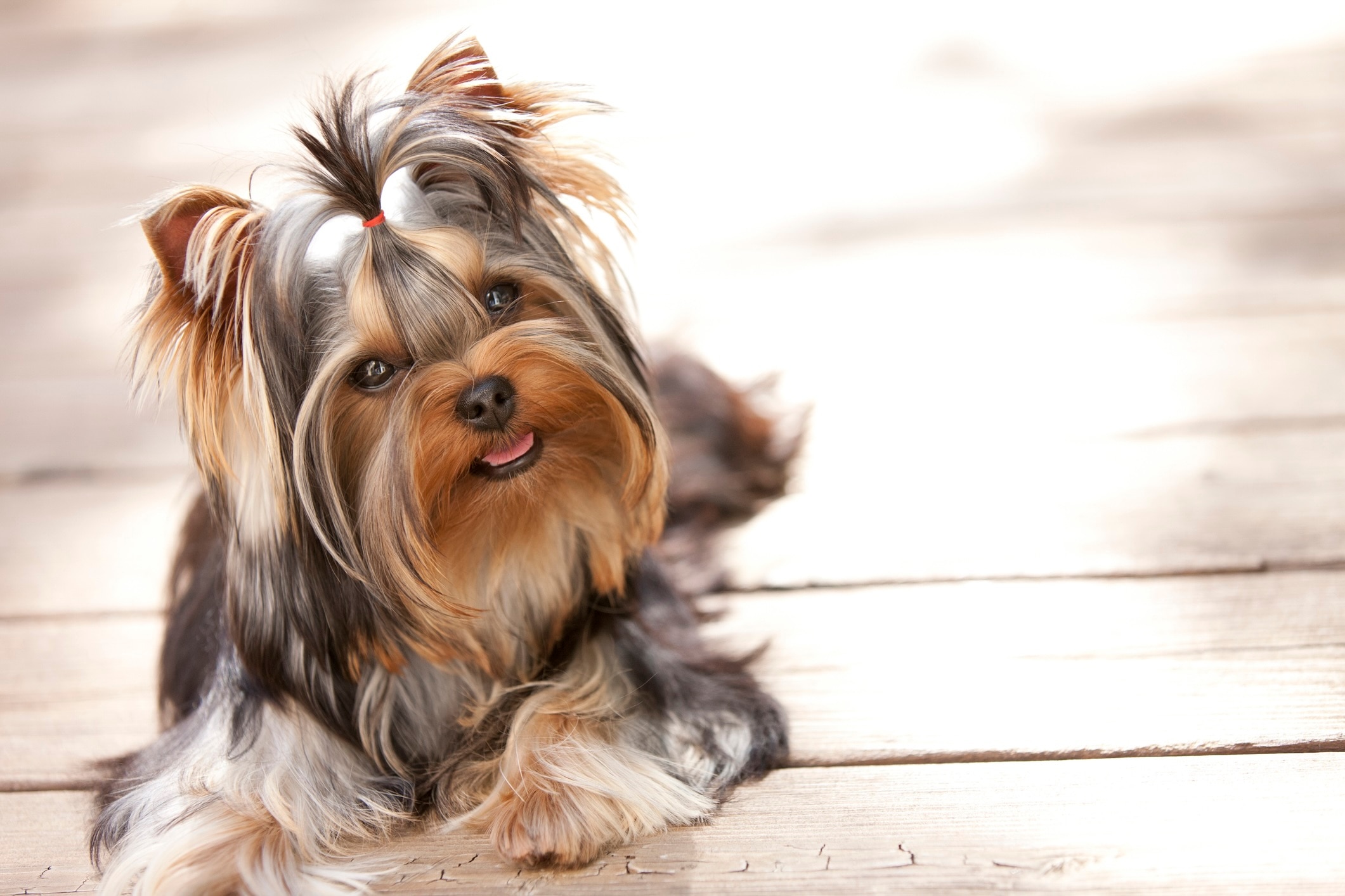 longhaired yorkie with his hair tied up lying on a deck