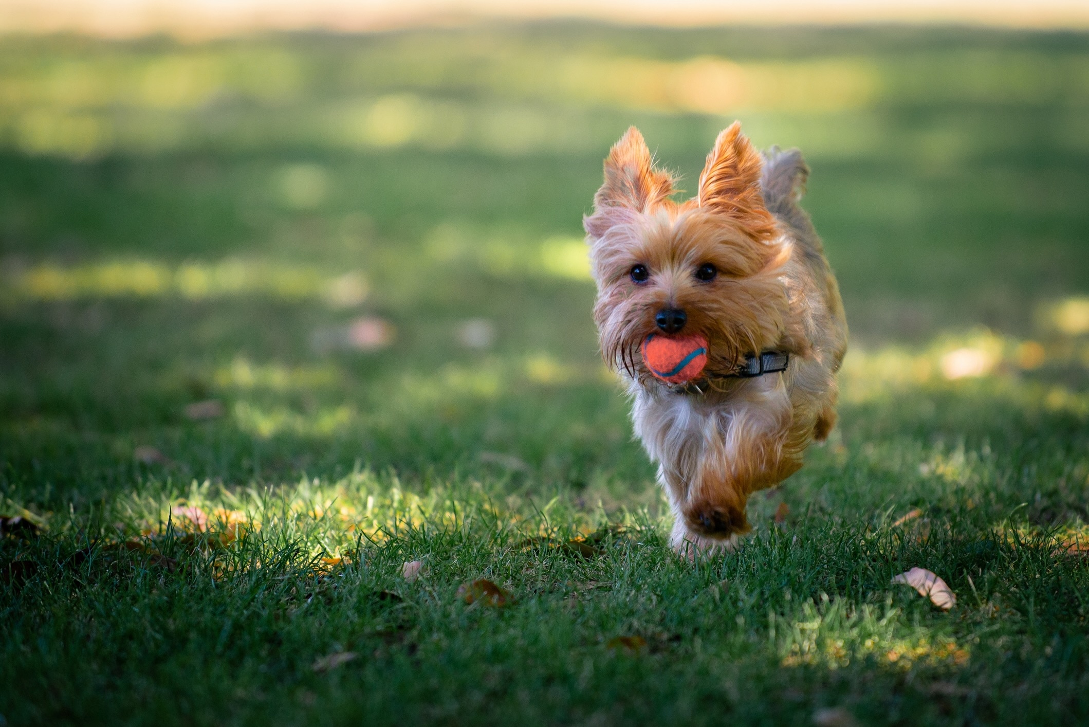 little yorkie running with a ball in his mouth