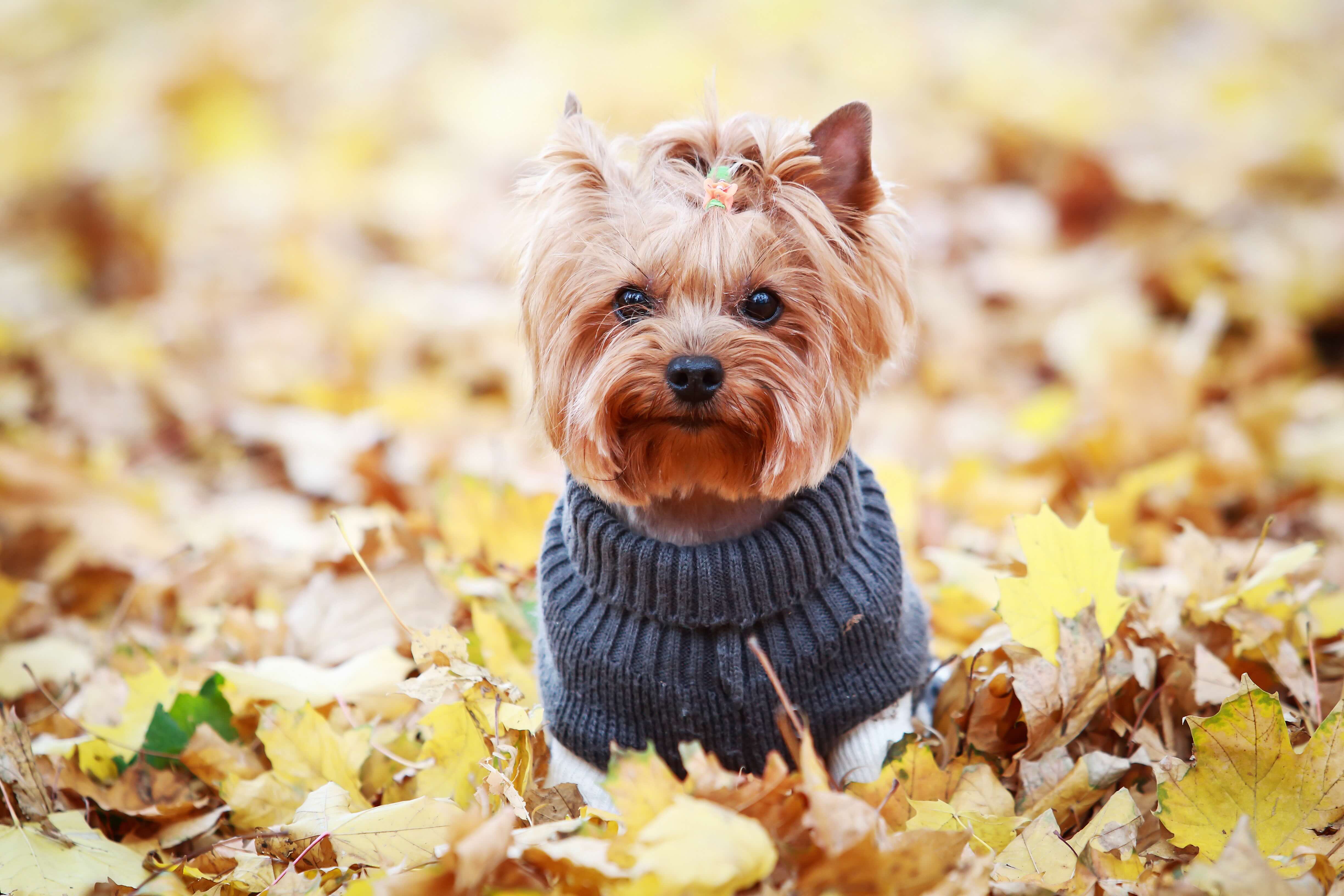 yorkie sitting in autumn leaves and wearing a gray sweater
