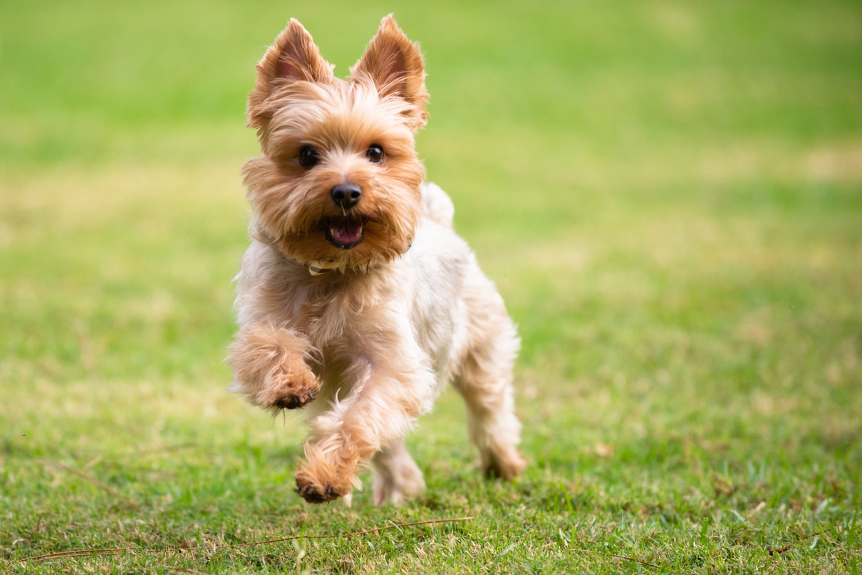 little yorkie running through grass