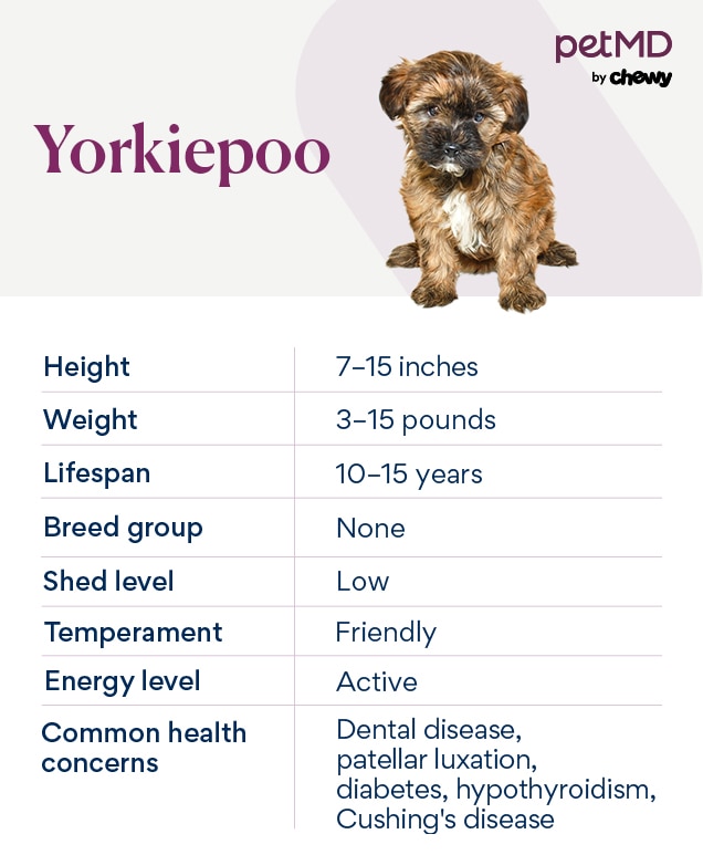 Orders yorkie poodle mix price