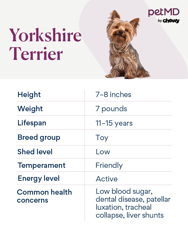 chart depicting a yorkshire terrier's breed characteristics