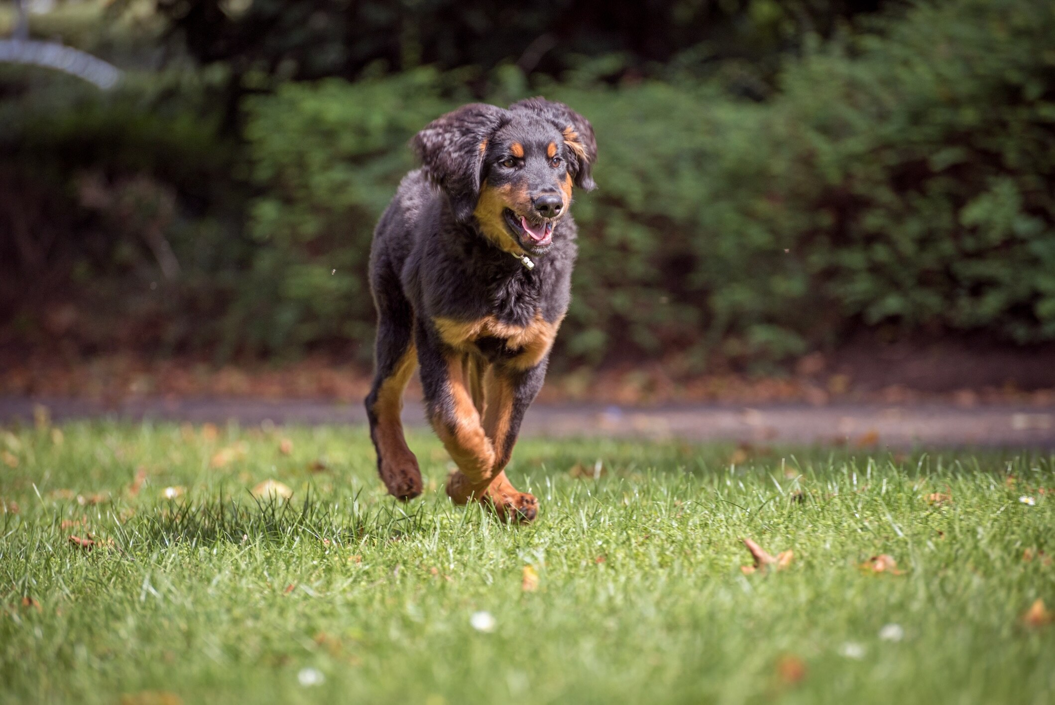 young black and tan hovawart dog trotting over grass