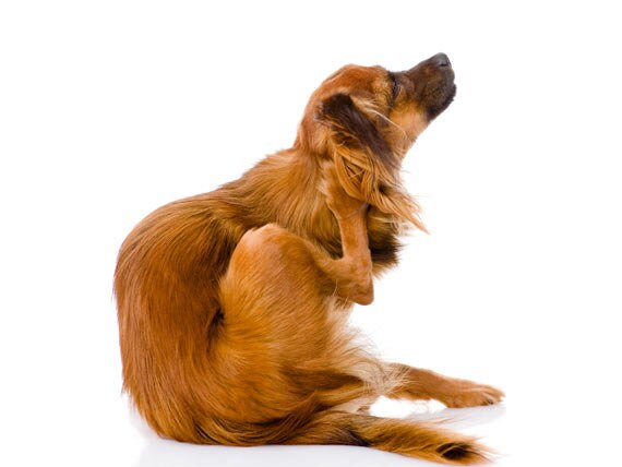 Why 'Fleanial' Makes Your Pet Itch