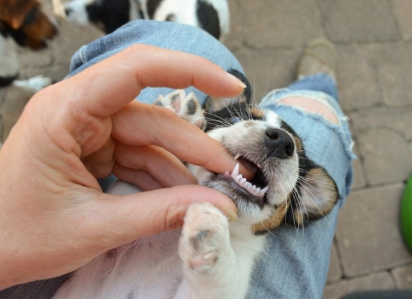 When Do Puppies Lose Their Baby Teeth and Stop Teething?