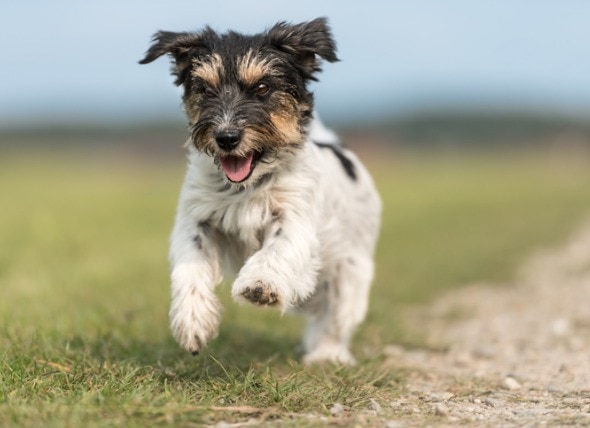 What Is the DHPP Vaccine (5-in-1 Vaccine) for Dogs?