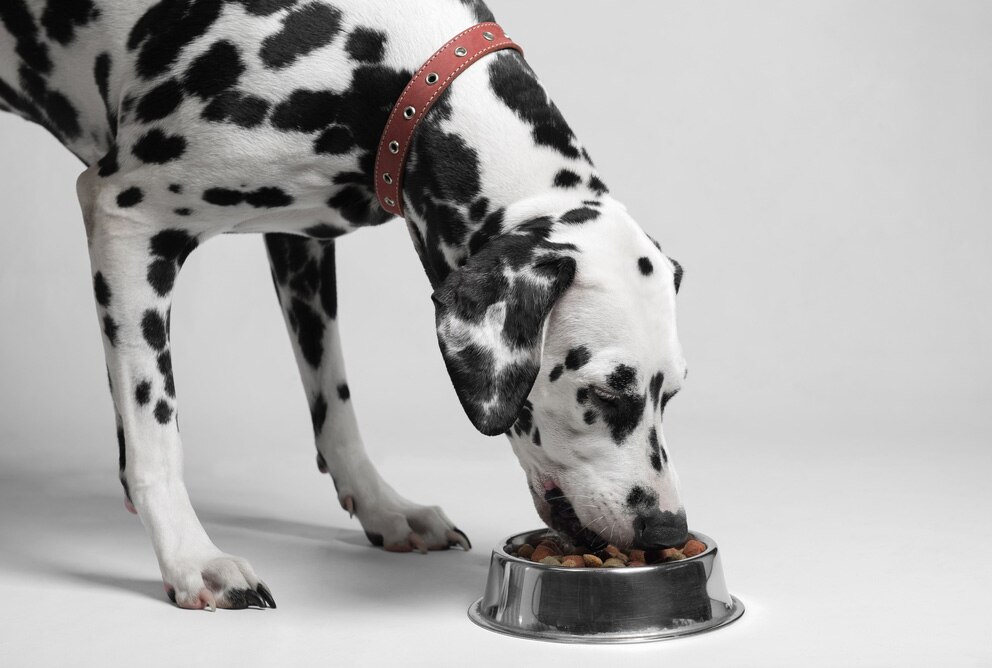5 Ways to Keep Your Dog Feeling Full PetMD