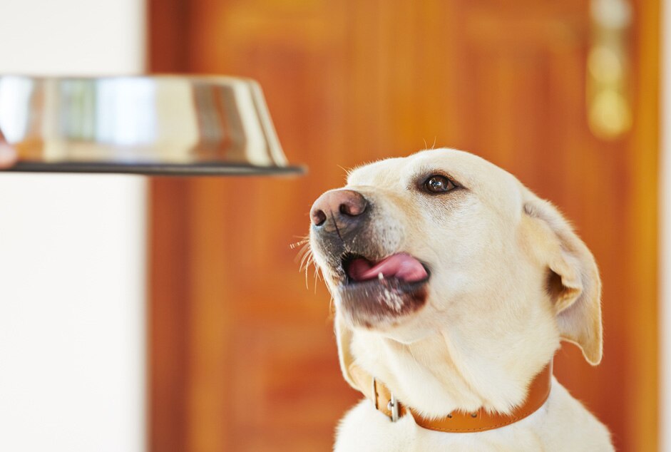 5 Ways to Keep Your Dog Feeling Full PetMD