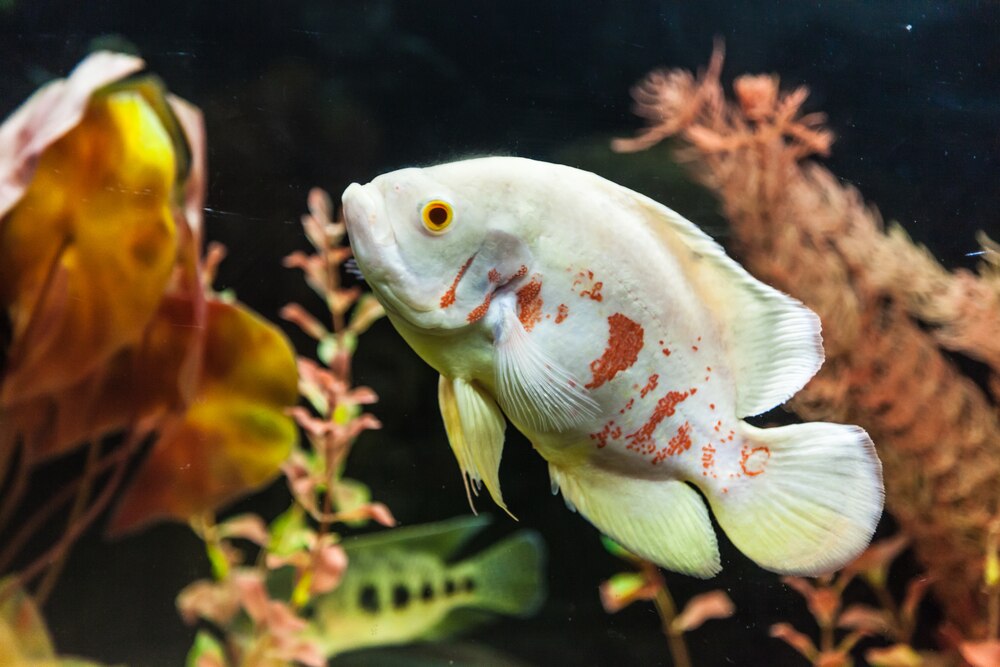 Kidney And Urinary Tract Disorders in Fish | PetMD