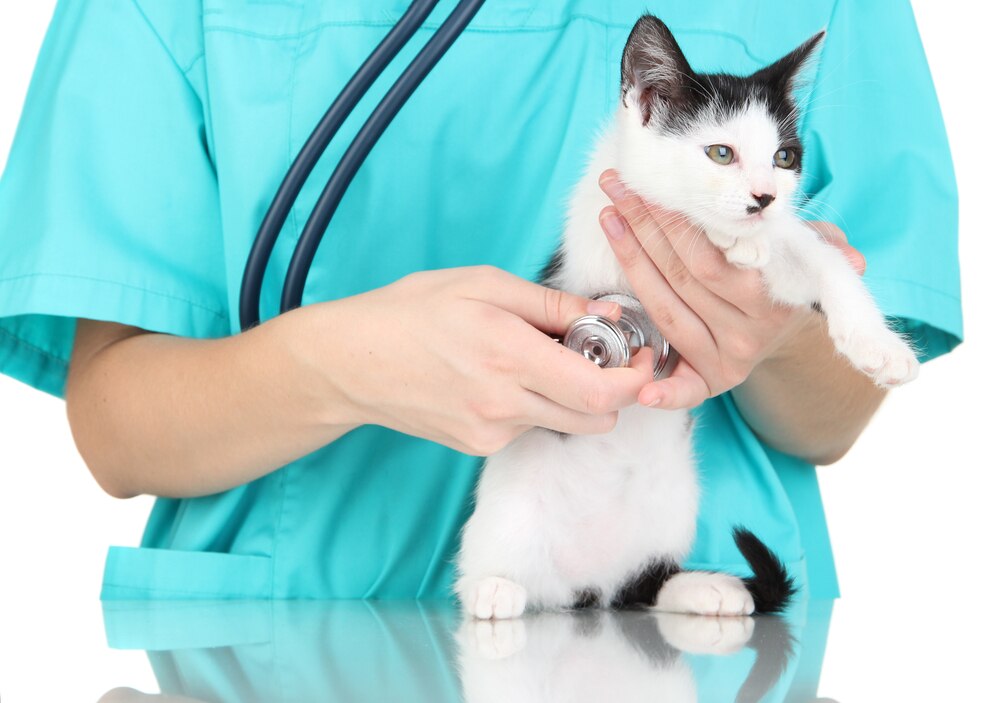 severe hookworm infection in cats