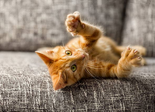 Kitten Care 101: How to Socialize Kittens