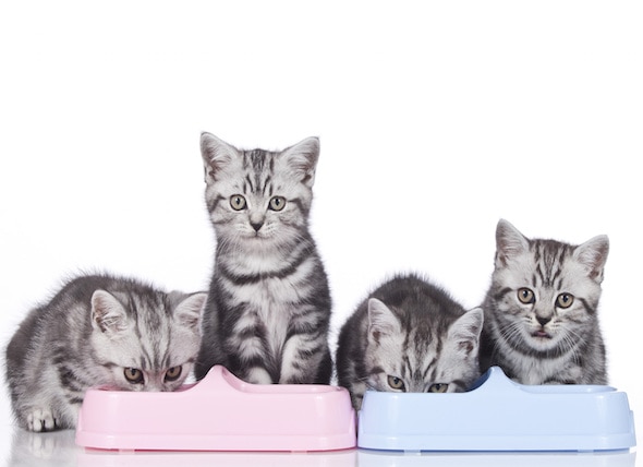 The Right Foods for Kittens