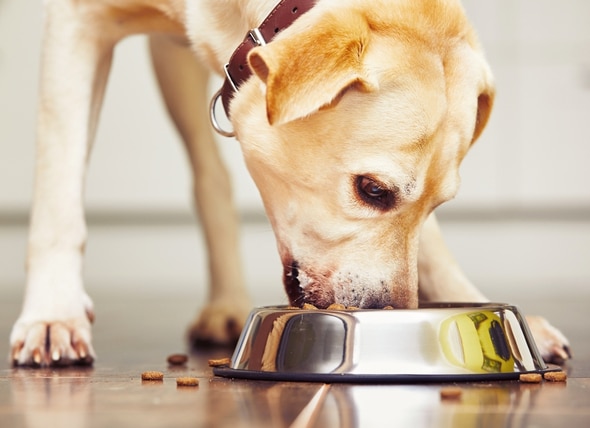 What You Need to Know About Dog Food for Pancreatitis