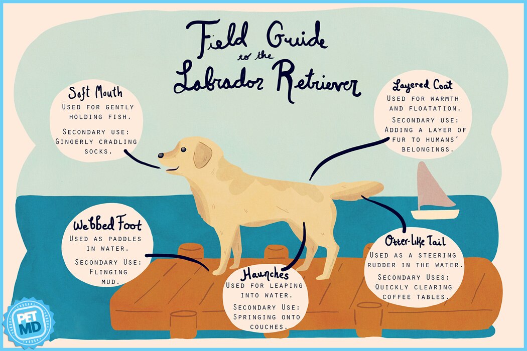 Labrador Retriever Field Guide