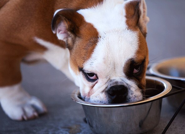 Symptoms of Lead Poisoning in Pets
