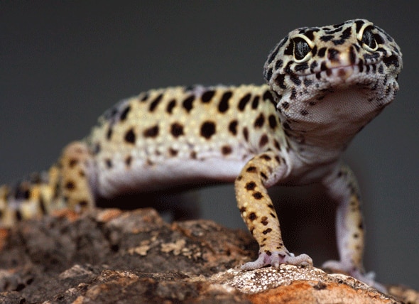 Leopard Gecko - Eublepharis macularius