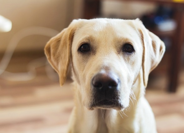 Leukemia (Acute) in Dogs